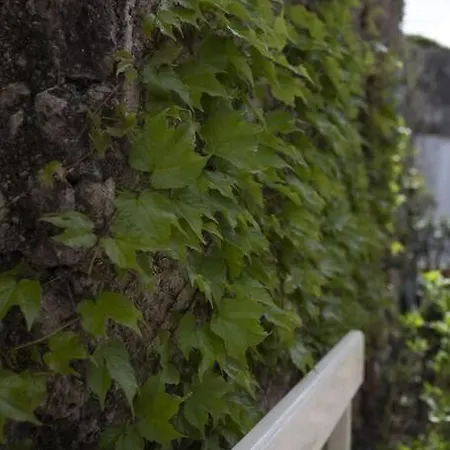 Apartment Casa Alfonso - - Amalfi Coast